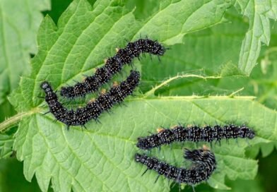 Comment se débarrasser des petites chenilles noires dans sa maison ?